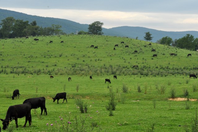 3812050636_6b5128cc1d_b