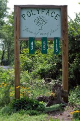 Polyface Farms. Fotografía de anjuli_ayer