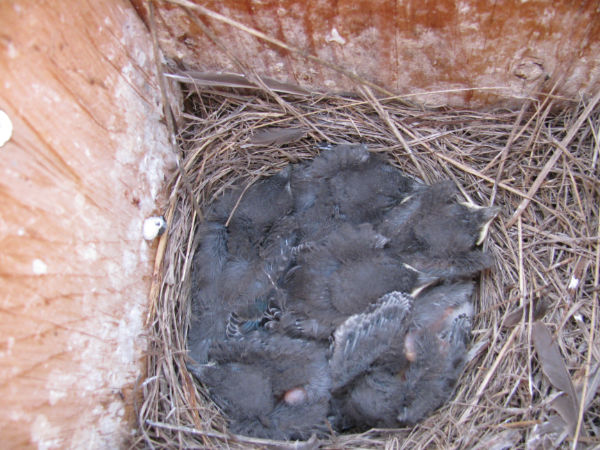 Sunday, June 14 BB Pigs 021