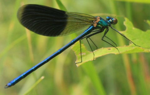 Fotografía de Robert & Mihaela Vicol Dark-Blue-Dragonfly-sitting-on-Grass_Close-Up__42172-480x305