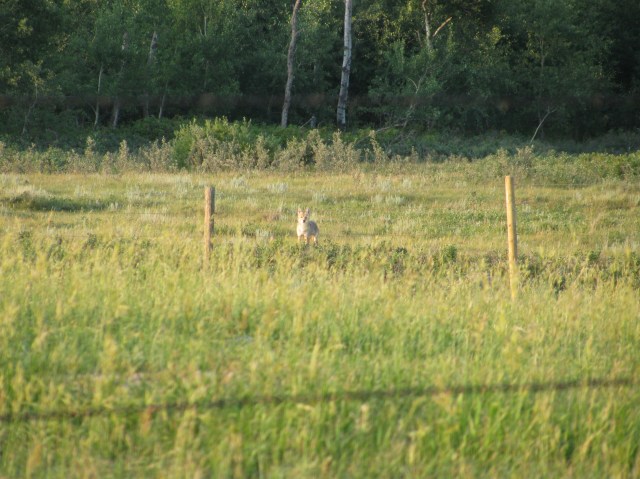 Coyote en Sunrise Farm, Canadá. Fotografía de Don Ruzicka. King Bird Sun Aug. 2 005