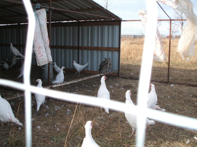 Pheasants, Pigs, Truck 004