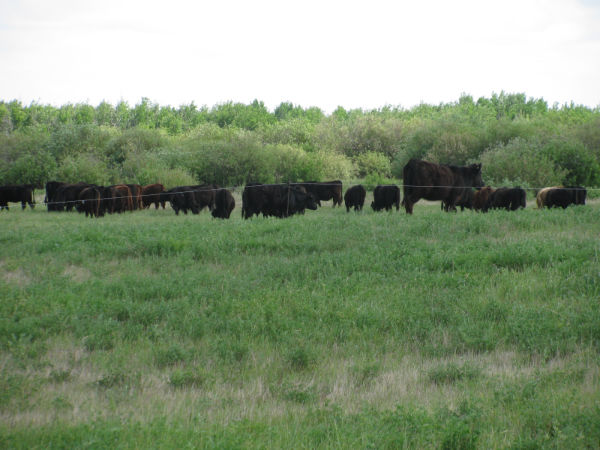 Pastos en Sunrise Farm. Fotografía de Don Ruzicka. Spring trees 2011 004
