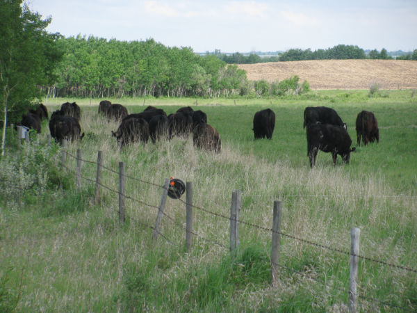 Spring trees 2011 005