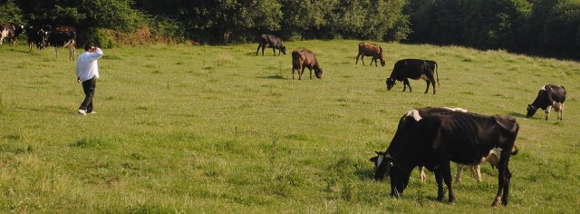 Antonio Carral recogiendo a sus vacas tras un día de pastoreo. vacas_pastos_small