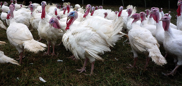 Fotografía por Jessica Reeder 4306426789_6b085c316a_z