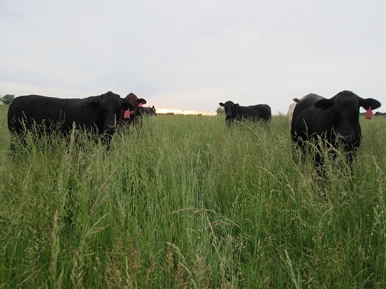 130611 F# 3 sunset with big cattlesmall