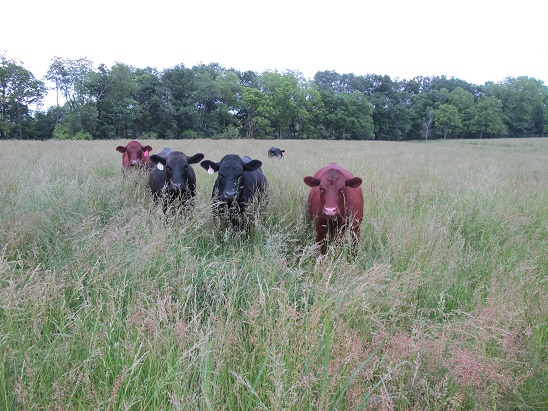 130611 tall grass - F # 3 four steers in a rowsmall