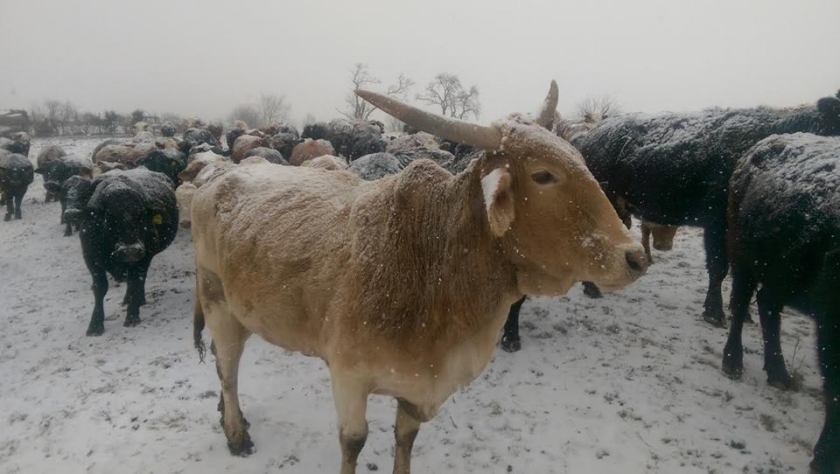 12038545_10153010556321105_7851772876102113447_n